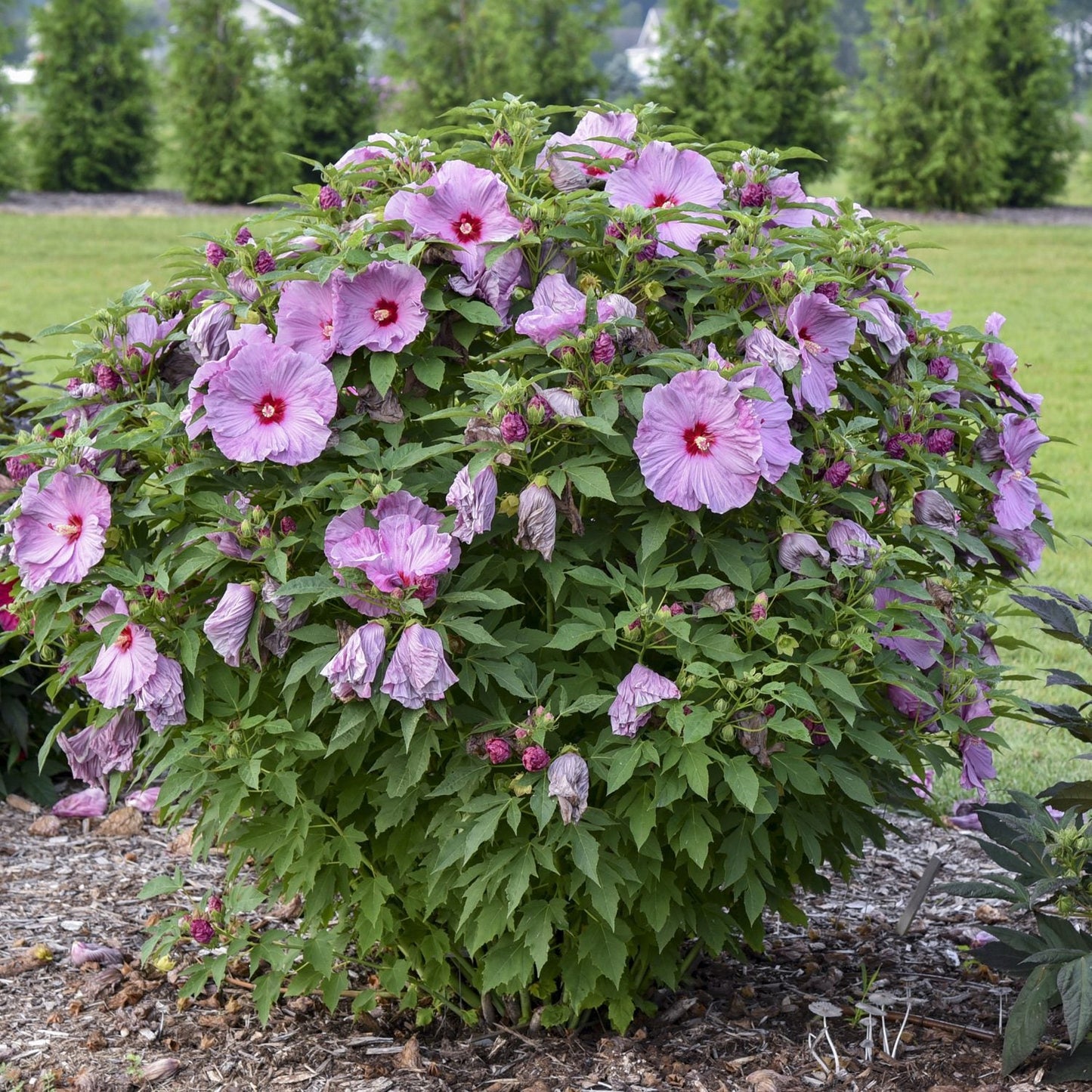 Summerific® 'Lilac Crush' Rose Mallow (Hibiscus) is a bushy green perennial with large pink blooms and buds, shown outdoors on mulch with grassy and tree-filled surroundings - Photo Courtesy of Proven Winners, Inc.