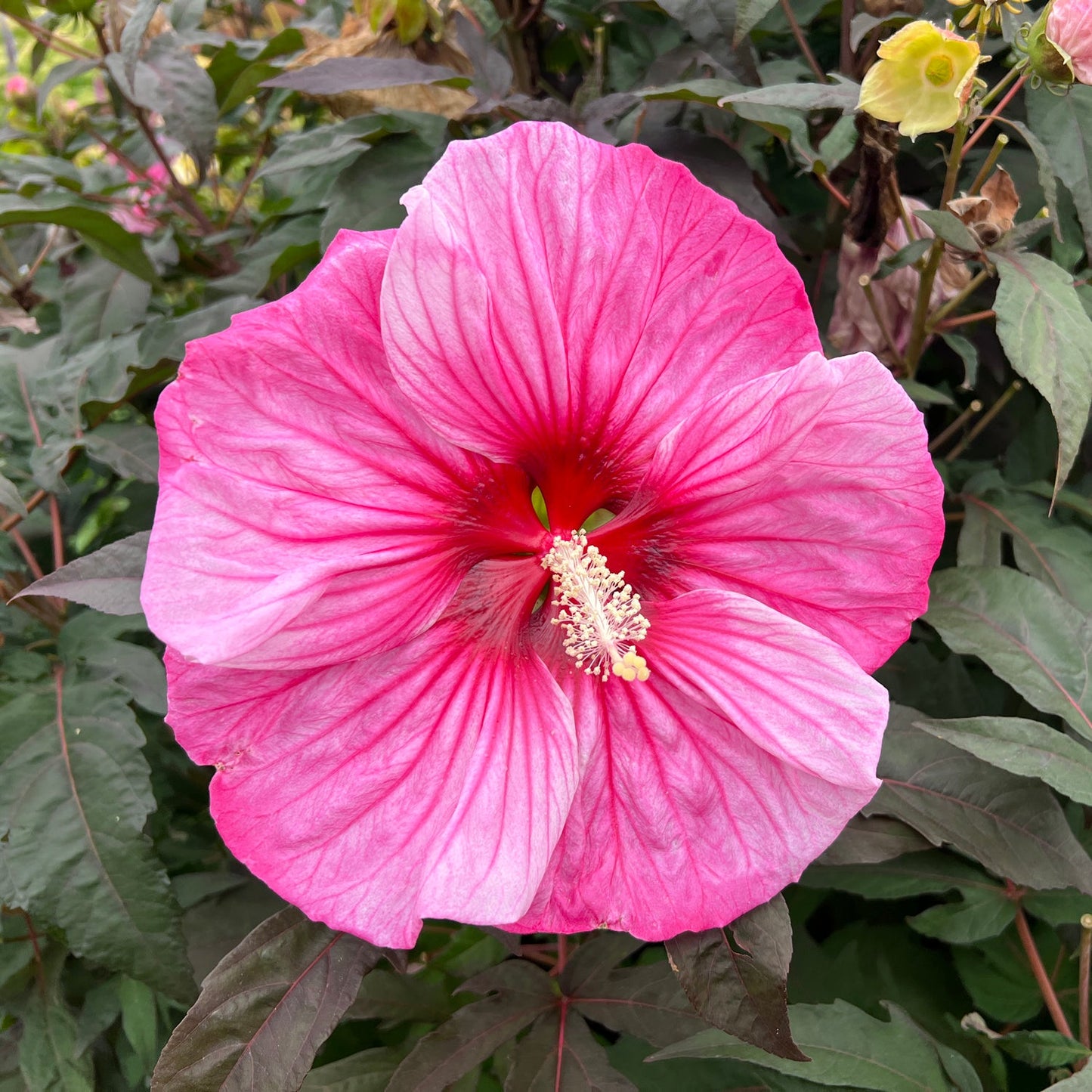 Summerific® 'Perfect Storm' Rose Mallow (Hibiscus) features large, vibrant pink blooms with deep red veins and a striking white stamen amid lush dark foliage - Photo Property of Garden Crossings LLC.