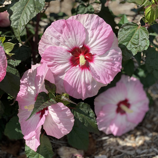 Summerific® 'Spinderella' Rose Mallow (Hibiscus) - Photo Property of Garden Crossings LLC
