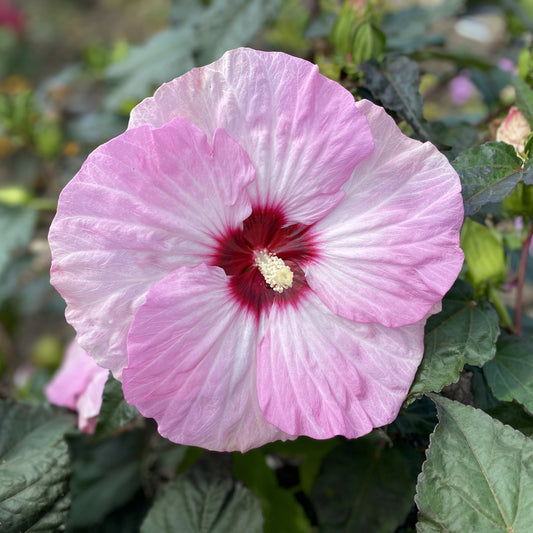 Summerific® 'Spinderella' Rose Mallow (Hibiscus) - Photo Property of Garden Crossings LLC
