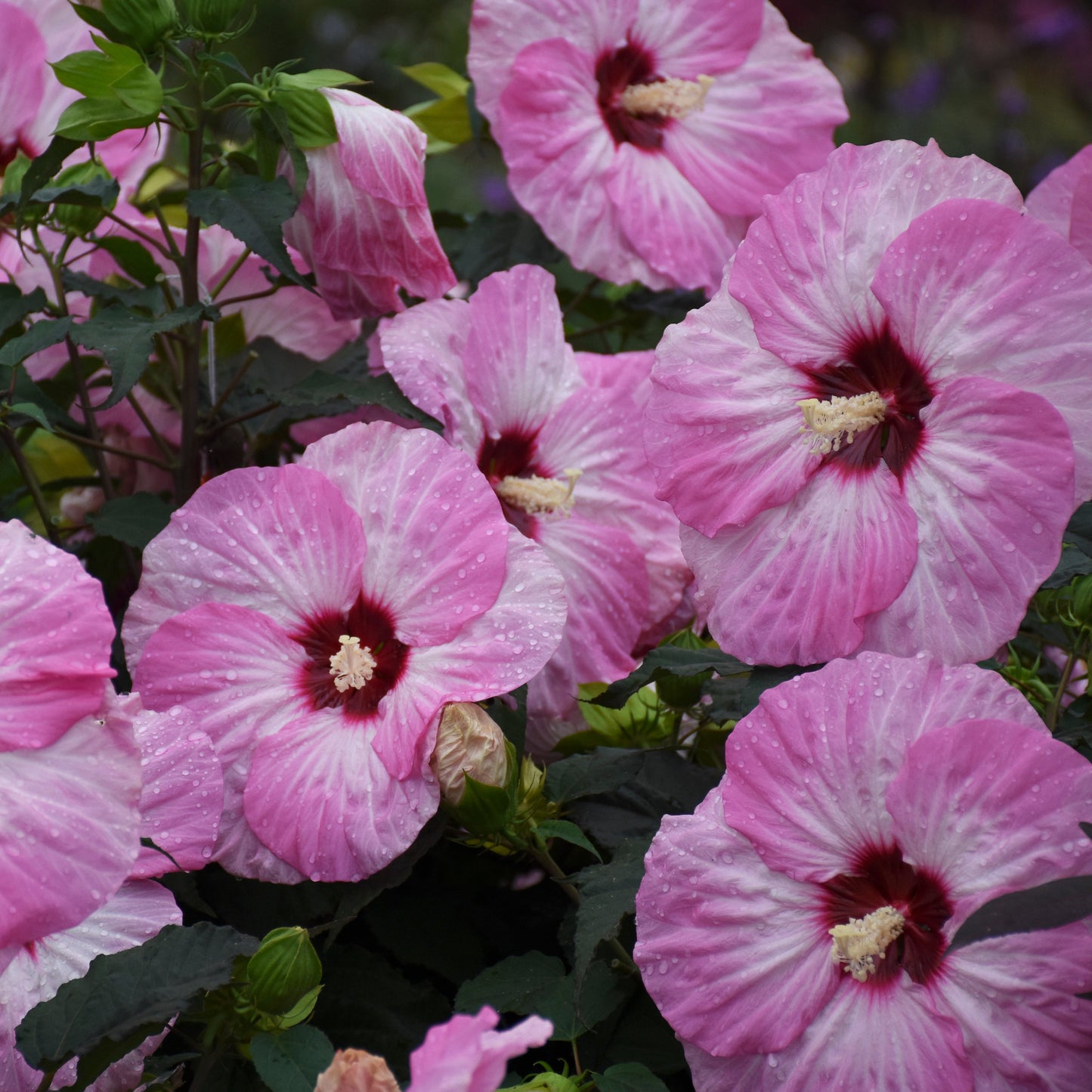 Summerific® 'Spinderella' Rose Mallow (Hibiscus) showcases large pink flowers with white centers and red throats, surrounded by green leaves and buds - Photo Courtesy of Walters Gardens, Inc.