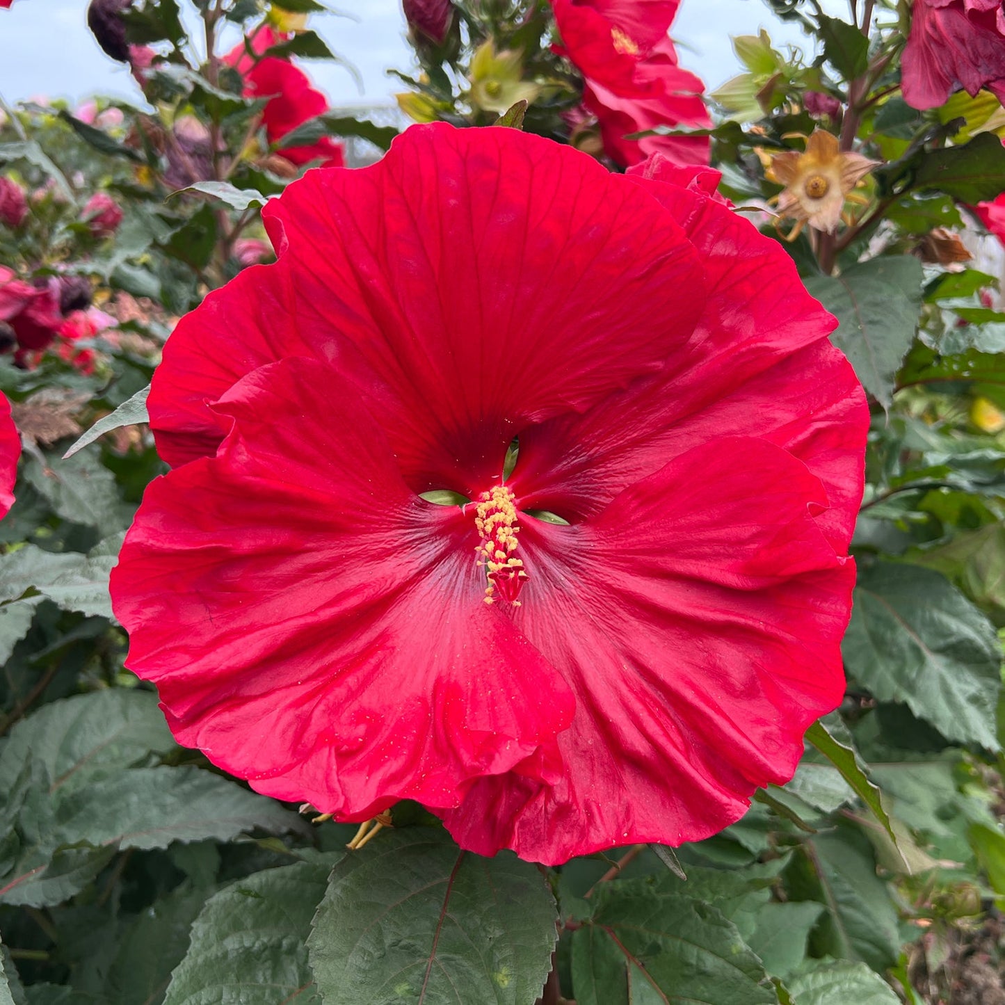 A bold red Summerific® 'Valentine's Crush' Rose Mallow (Hibiscus) blooms vibrantly among lush green leaves, with additional buds and flowers in the background - Photo Property of Garden Crossings LLC.