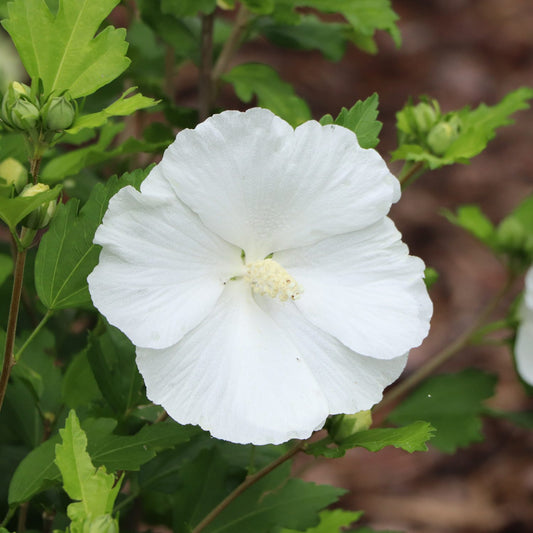 Paraplu® Pure White Rose of Sharon (Hibiscus) - Photo Courtesy of Proven Winners, Inc.