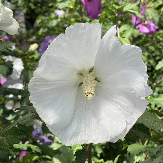Paraplu® Pure White Rose of Sharon (Hibiscus) - Photo Courtesy of Proven Winners, Inc.