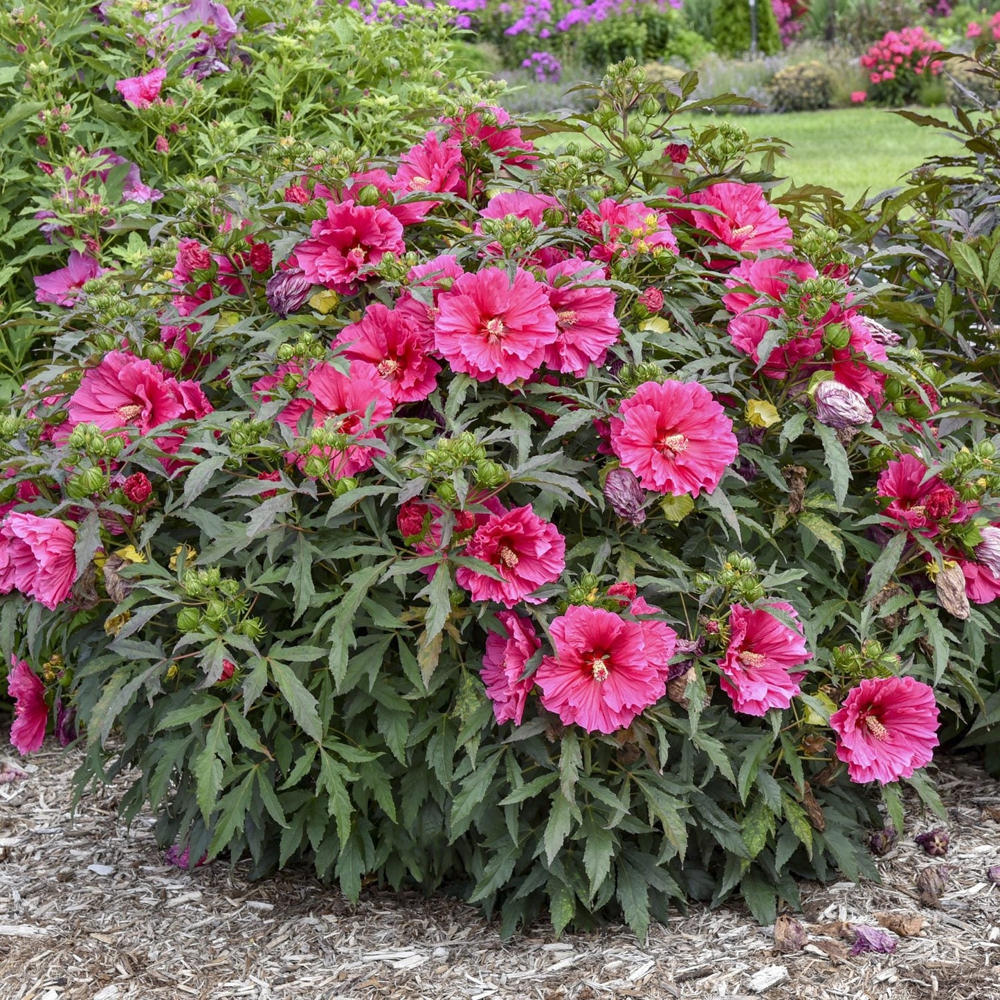 A large 'Watermelon Ruffles' Rose Mallow (Hibiscus) with vibrant pink blooms and dark green foliage grows in a mulched garden bed, surrounded by greenery and colorful flowers that highlight this striking variety - Photo Courtesy of Walters Gardens, Inc.