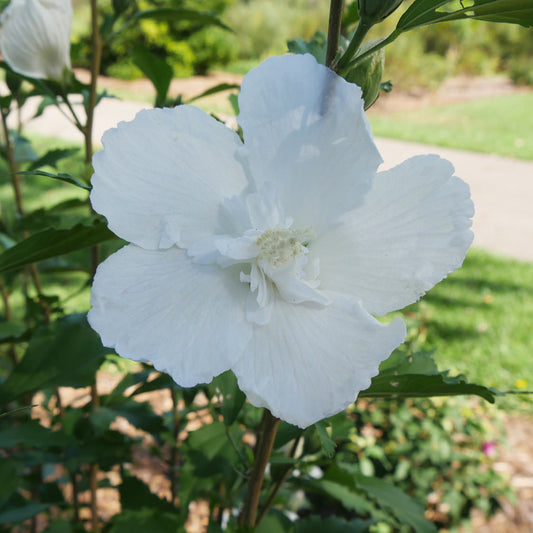 White Pillar® Rose of Sharon (Hibiscus) - Photo Courtesy of Proven Winners, Inc.