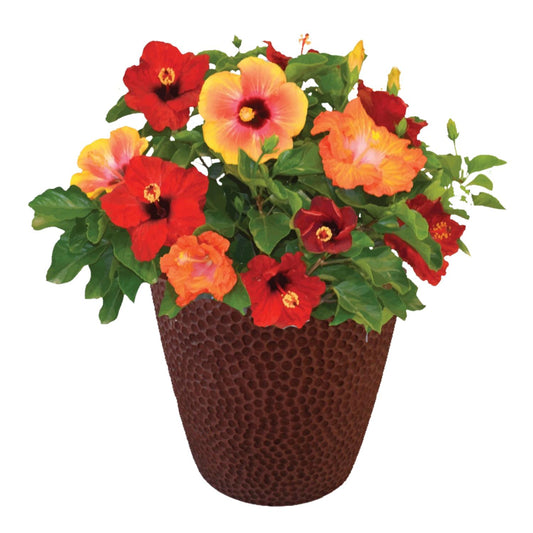 Hollywood Hibiscus Bloom Bash Tropical Hibiscus - Photo Courtesy of Proven Winners, Inc.