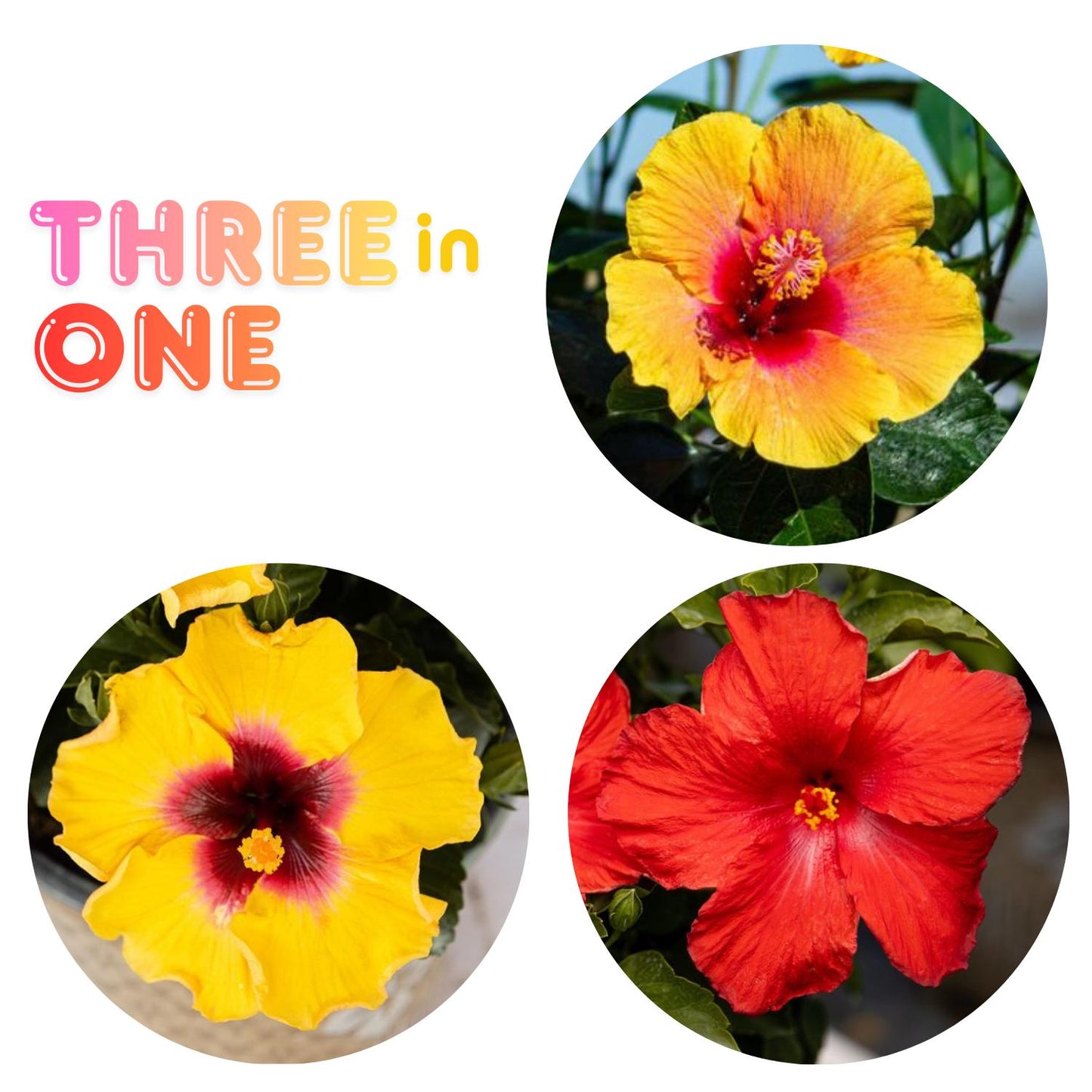 Hollywood Hibiscus Bloom Bash Tropical Hibiscus - Photo Courtesy of Proven Winners, Inc.