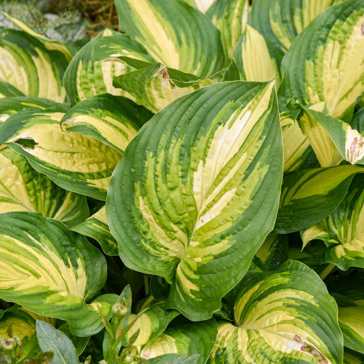 A close-up of Shadowland® 'Affair to Remember' Hosta shows its dramatic foliage with green edges and bold yellow-green centers, highlighting this shade-loving perennial's dense growth in a vibrant garden display - Photo Courtesy of Walters Gardens, Inc.