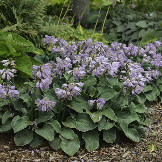 Blue Mouse Ears' Hosta - Photo Courtesy of Walters Gardens, Inc.