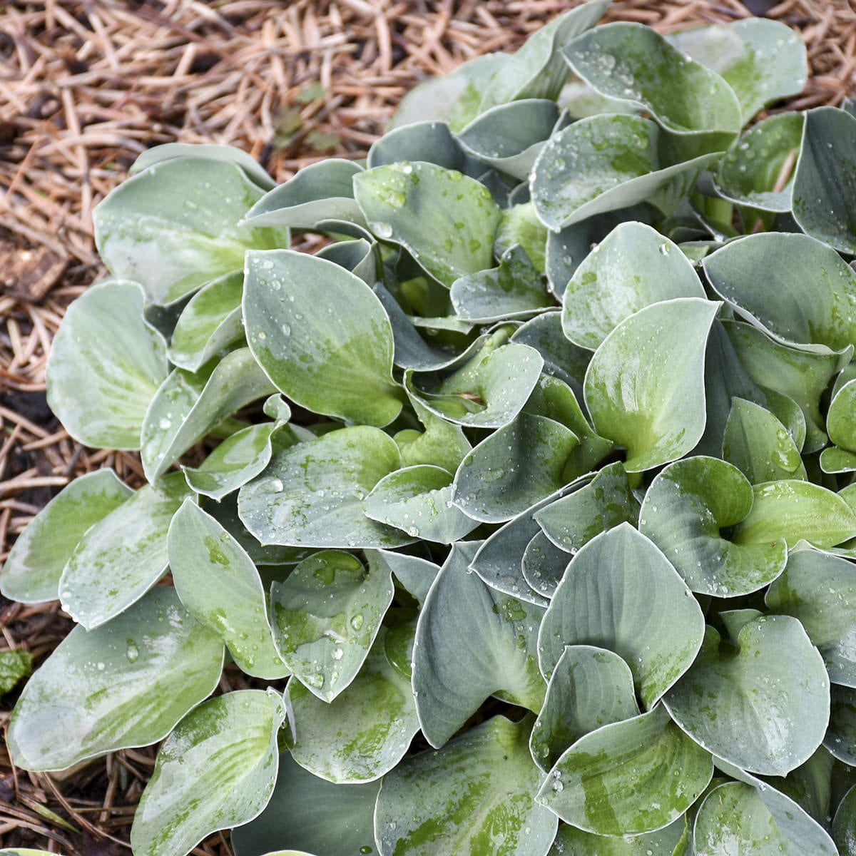 Close-up of 'Blue Mouse Ears' Hosta displays green, white-edged leaves with water droplets, thriving among brown mulch or straw - Photo Courtesy of Walters Gardens, Inc.