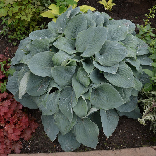 'Blueberry Muffin' Hosta - Photo Courtesy of Walters Gardens, Inc.