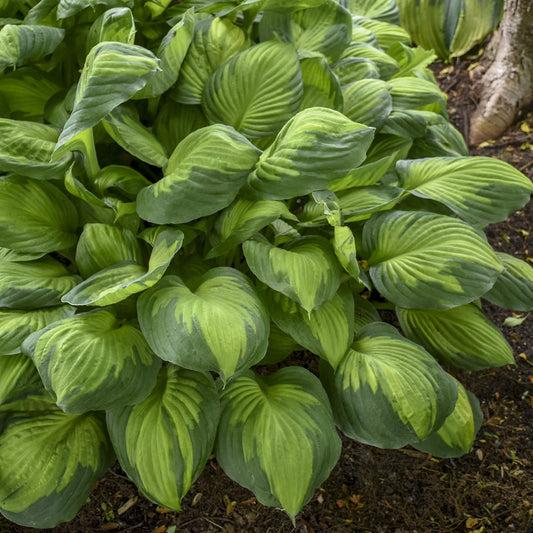 A cluster of 'Captain Kirk' Hosta with bold green leaves and striking variegation, grows in soil near the base of a tree - Photo Courtesy of Walters Gardens, Inc.