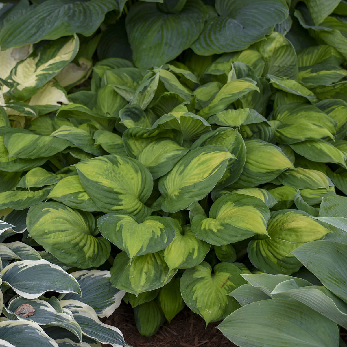 Captain Kirk' Hosta - Photo Courtesy of Walters Gardens, Inc.