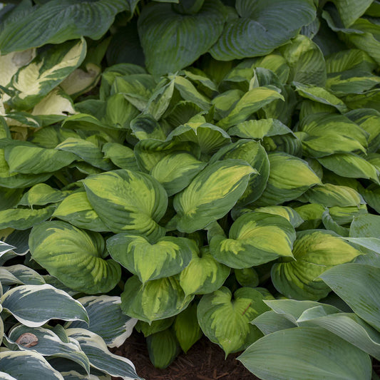 The 'Captain Kirk' Hosta features large, variegated green leaves with yellowish centers and is sun tolerant, making it a standout among perennial shade plants with diverse leaf patterns and colors - Photo Courtesy of Walters Gardens, Inc.