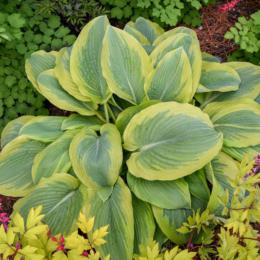 Shadowland® 'Chance Encounter' Hosta features broad, two-tone green leaves with yellow edges and thrives among other leafy plants and pinkish blooms - Photo Courtesy of Walters Gardens, Inc.