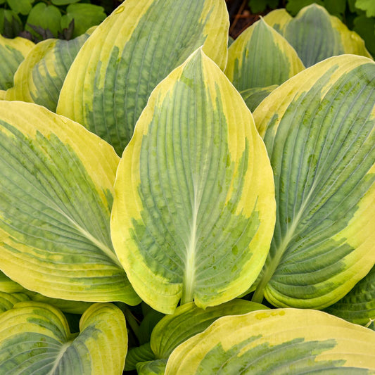 Shadowland® 'Chance Encounter' Hosta - Photo Courtesy of Walters Gardens, Inc.