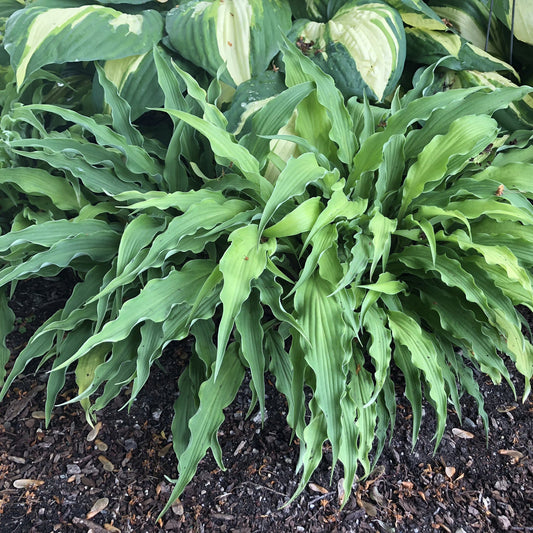 A lush green 'Curly Fries' Hosta with long, wavy leaves grows in mulched soil, while larger broad-leaf hostas provide variety in the background of this shade garden display - Photo Property of Garden Crossings LLC.