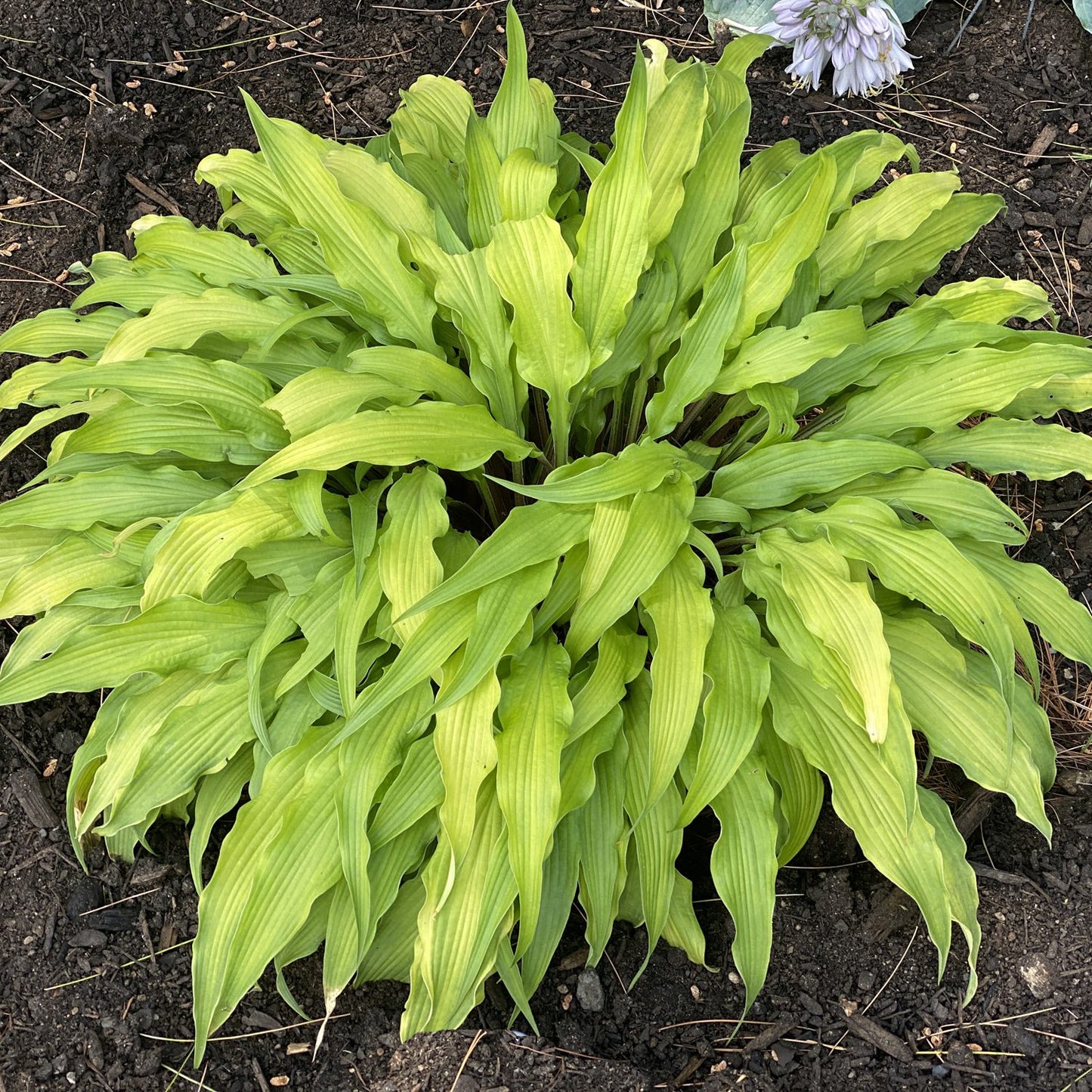 Curly Fries' Hosta - Photo Property of Garden Crossings LLC