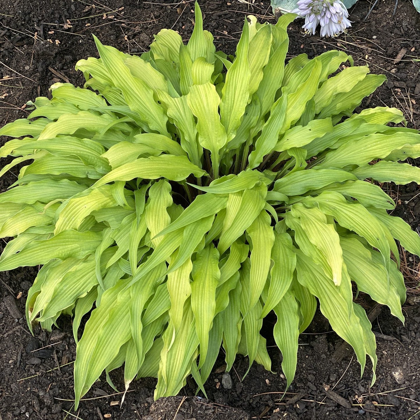 Top-down view of ‘Curly Fries’ Hosta features long, narrow, light green leaves with subtle ridges that curve outward - Photo Property of Garden Crossings LLC.