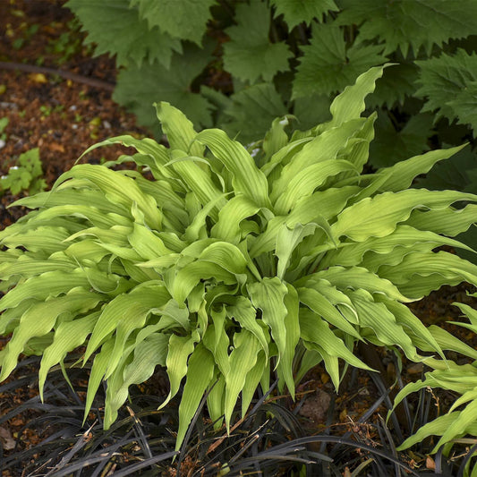 The ‘Curly Fries’ Hosta features long, narrow, wavy green leaves and thrives in shade gardens. Planted in dark soil, its unique foliage stands out amidst surrounding plants - Photo Courtesy of Walters Gardens, Inc.