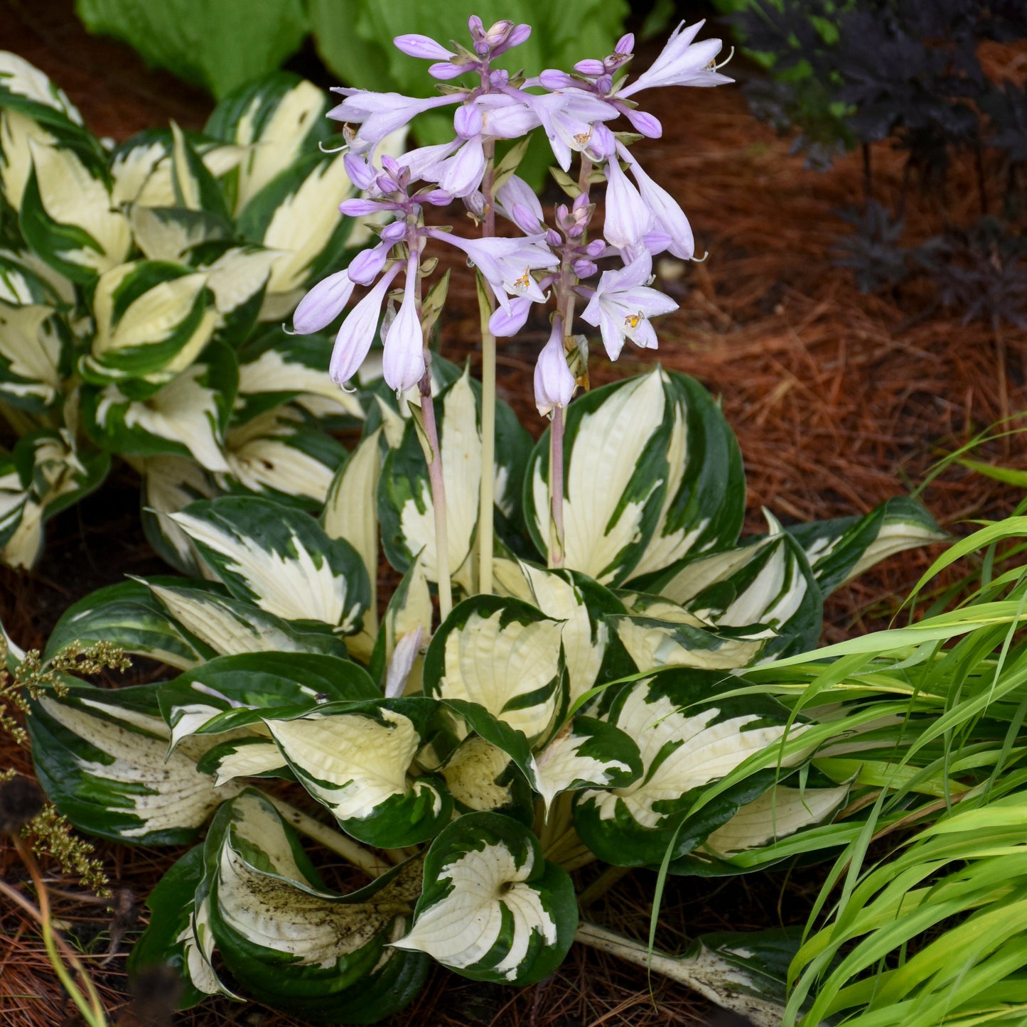 A 'Fire and Ice' Hosta, a shade-loving perennial featuring striking dark green and creamy white foliage, grows in a garden bed. Pale purple flowers bloom on tall stalks above pine straw mulch and nearby plants - Photo Courtesy of Walters Gardens, Inc.