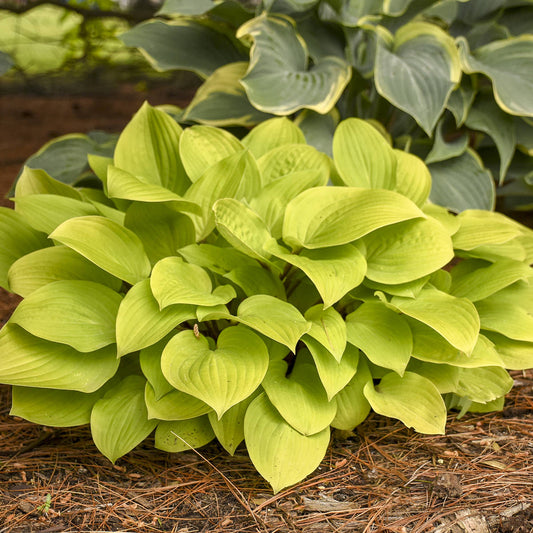A lush clump of bright green 'Fire Island' Hosta grows low to the ground, set against larger blue-green hostas in a shade garden among pine needles and soil - Photo Courtesy of Walters Gardens, Inc.