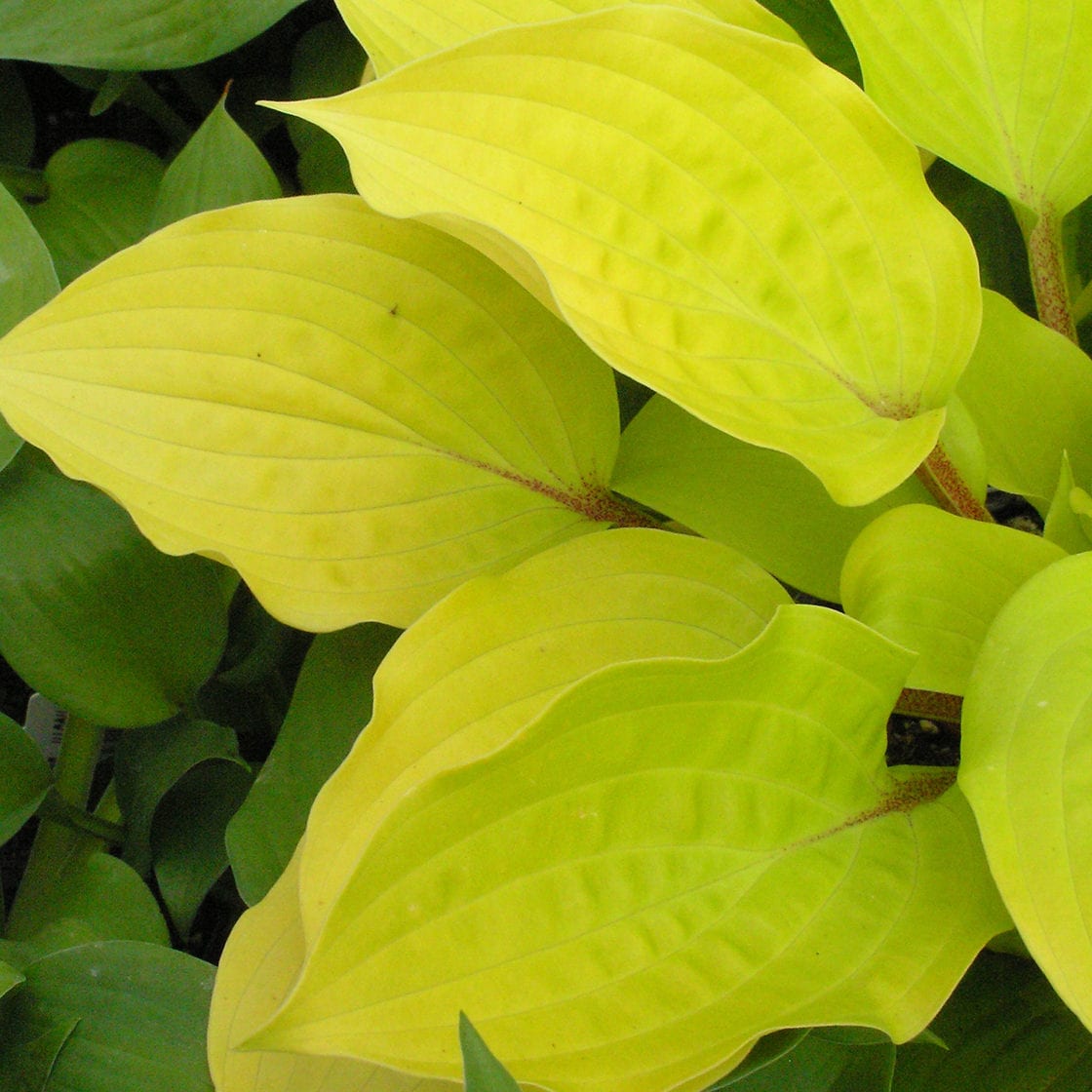 Fire Island' Hosta - Photo Courtesy of Walters Gardens, Inc.
