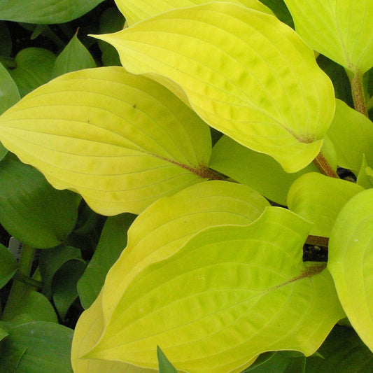 Fire Island' Hosta - Photo Courtesy of Walters Gardens, Inc.