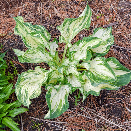 The Frog in My Throat Hosta, a large variety with striking green and white leaves, thrives in soil covered with pine needles - Photo Courtesy of Walters Gardens, Inc.