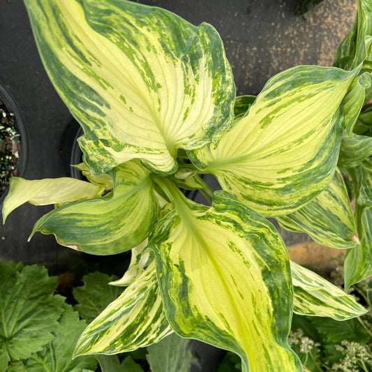 The Frog in My Throat Hosta is a large hosta with variegated leaves showcasing creamy yellow centers surrounded by green edges. Viewed from above against a dark backdrop and lush greenery - Photo Courtesy of Walters Gardens, Inc.