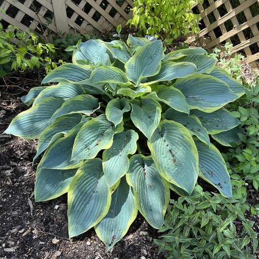 Shadowland® 'Gigantosaurus' Hosta, a giant with broad green leaves edged in yellow, thrives in shade near a wooden lattice fence, surrounded by lush greenery and dappled sunlight - Photo Property of Garden Crossings LLC.