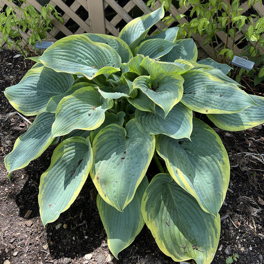 Shadowland® 'Gigantosaurus' Hosta shows off its oversized green leaves with yellow edges in a shady garden spot near a wooden lattice fence, with soil and small plant markers visible in the background - Photo Property of Garden Crossings LLC.
