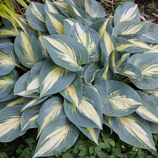 Top-down view of ‘High Society’ Hosta is a compact shade perennial with dense clusters of large, heart-shaped powder-blue leaves and creamy white to yellow centers - Photo Courtesy of Walters Gardens, Inc.
