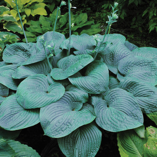 Humpback Whale' Hosta - Photo Courtesy of Walters Gardens, Inc.