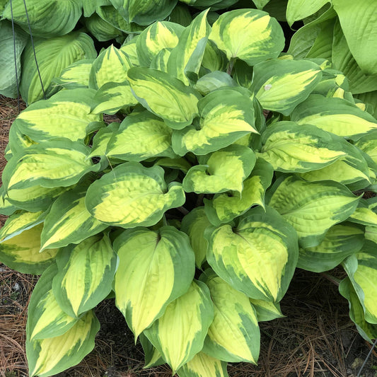A lush ‘Island Breeze’ Hosta, a shade perennial with broad, heart-shaped leaves that have light yellow centers and dark green edges, grows closely together over pine needles - Photo Property of Garden Crossings LLC.