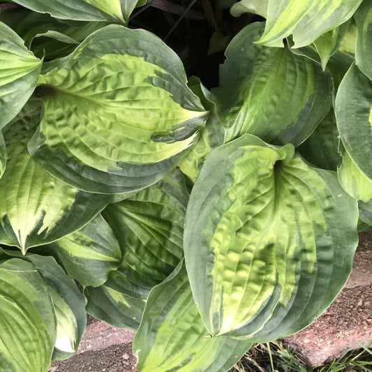 Close-up of ‘Island Breeze’ Hosta features large, overlapping leaves with bold veins and striking variegated light and dark green color along a stone or brick border - Photo Property of Garden Crossings LLC.