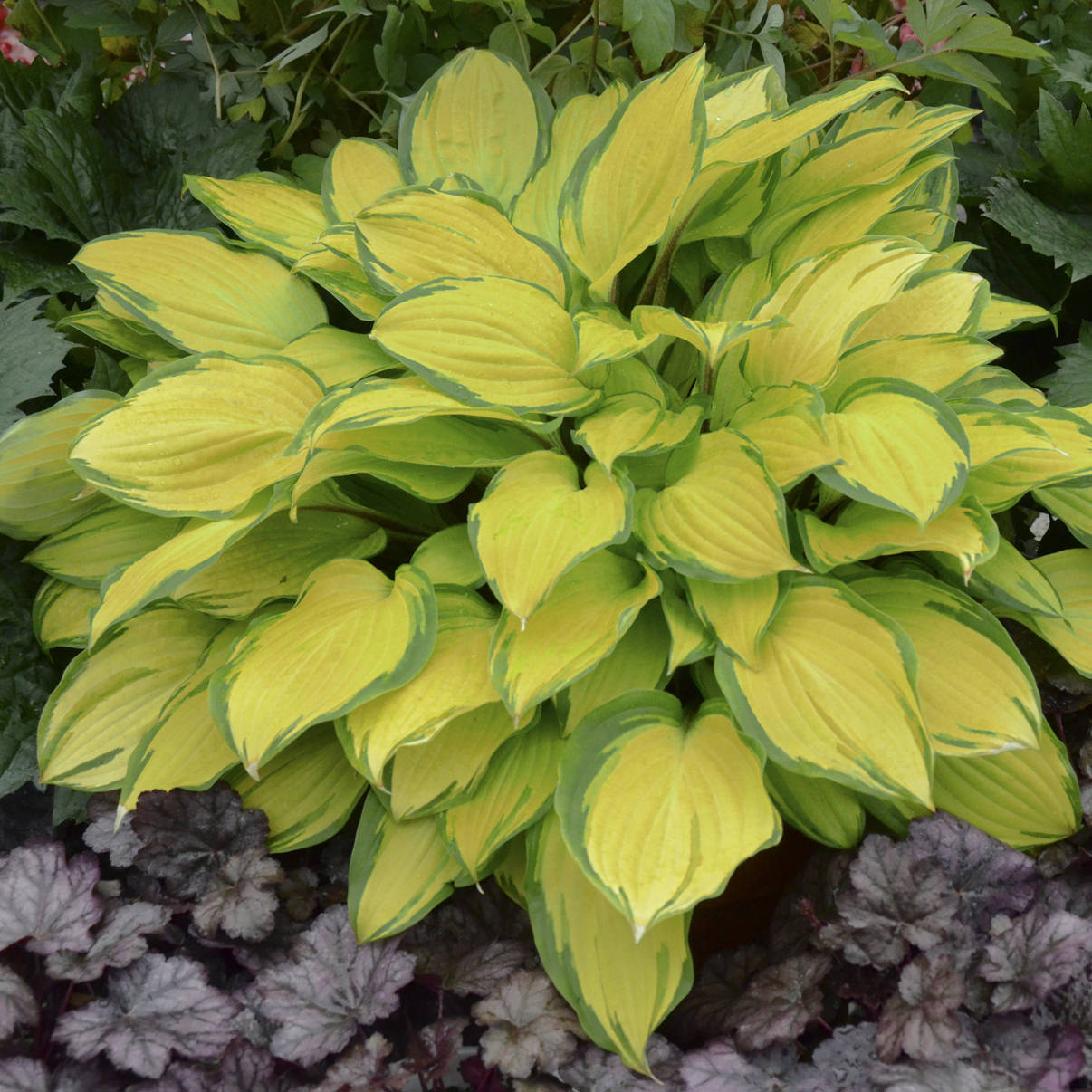The 'Island Breeze' Hosta, a vibrant shade perennial with bright yellow-green leaves and dark green edges, flourishes in garden beds when planted among other foliage plants - Photo Courtesy of Walters Gardens, Inc.