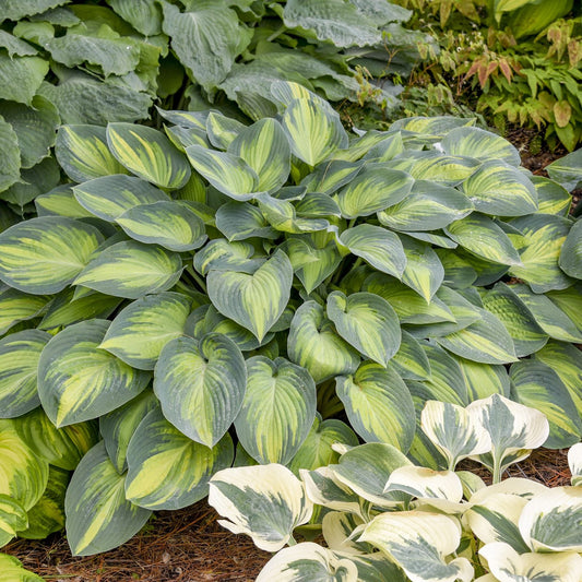 A large cluster of 'June' Hosta, a shade-loving, slug-resistant plant with broad green leaves and yellow-green centers, is surrounded by leafy plants, including some with white and green variegation - Photo Courtesy of Walters Gardens, Inc.