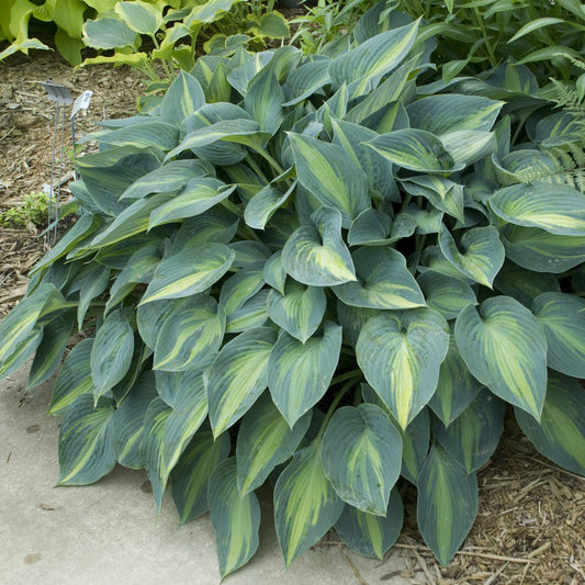 The 'June' Hosta features large leaves with blue-green edges and yellow-green centers, flourishing near a concrete path among mulch and surrounding foliage - Photo Courtesy of Walters Gardens, Inc.