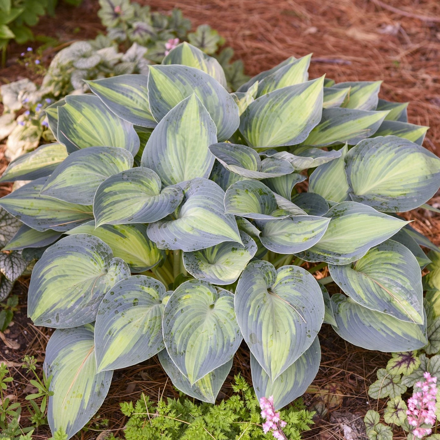 The 'June' Hosta in a shade garden with broad, heart-shaped leaves featuring green edges and creamy yellow centers, thriving among pine needle mulch and small companion plants - Photo Courtesy of Walters Gardens, Inc.