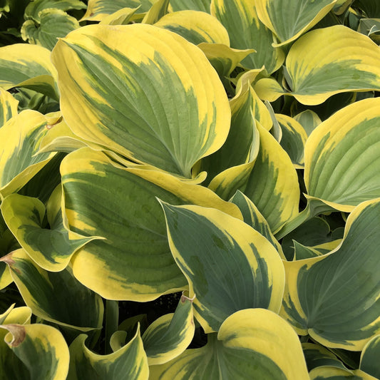 Close-up of 'Liberty' Hosta, a shade perennial with striking variegated leaves—yellow edges, green centers, and wavy shapes give this ornamental plant a lush, layered look that showcases its distinctive color pattern - Photo Property of Garden Crossings LLC.