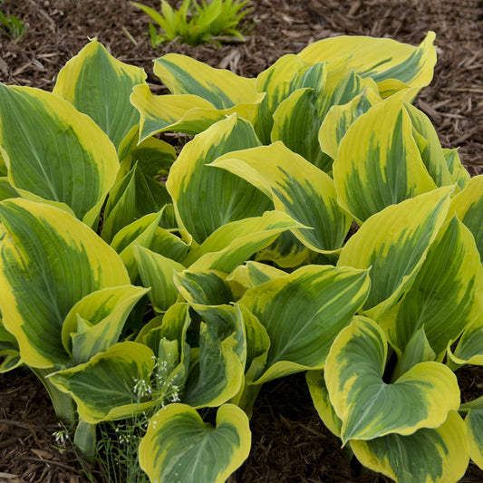 Close-up of a cluster of 'Liberty' Hosta plants with large green leaves edged in bright yellow provides striking ornamental foliage in a mulched garden bed - Photo Courtesy of Walters Gardens, Inc.