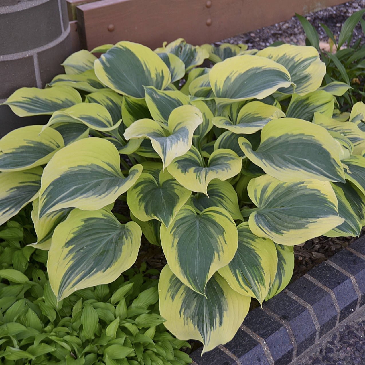 Liberty' Hosta - Photo Courtesy of Walters Gardens, Inc.