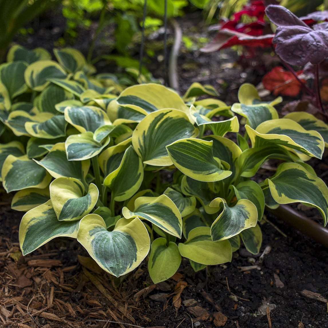 'Mighty Mouse' Hosta, with broad green leaves edged in creamy yellow, is a perfect shade garden plant that thrives in a garden beds surrounded by mulch and colorful foliage - Photo Courtesy of Walters Gardens, Inc.