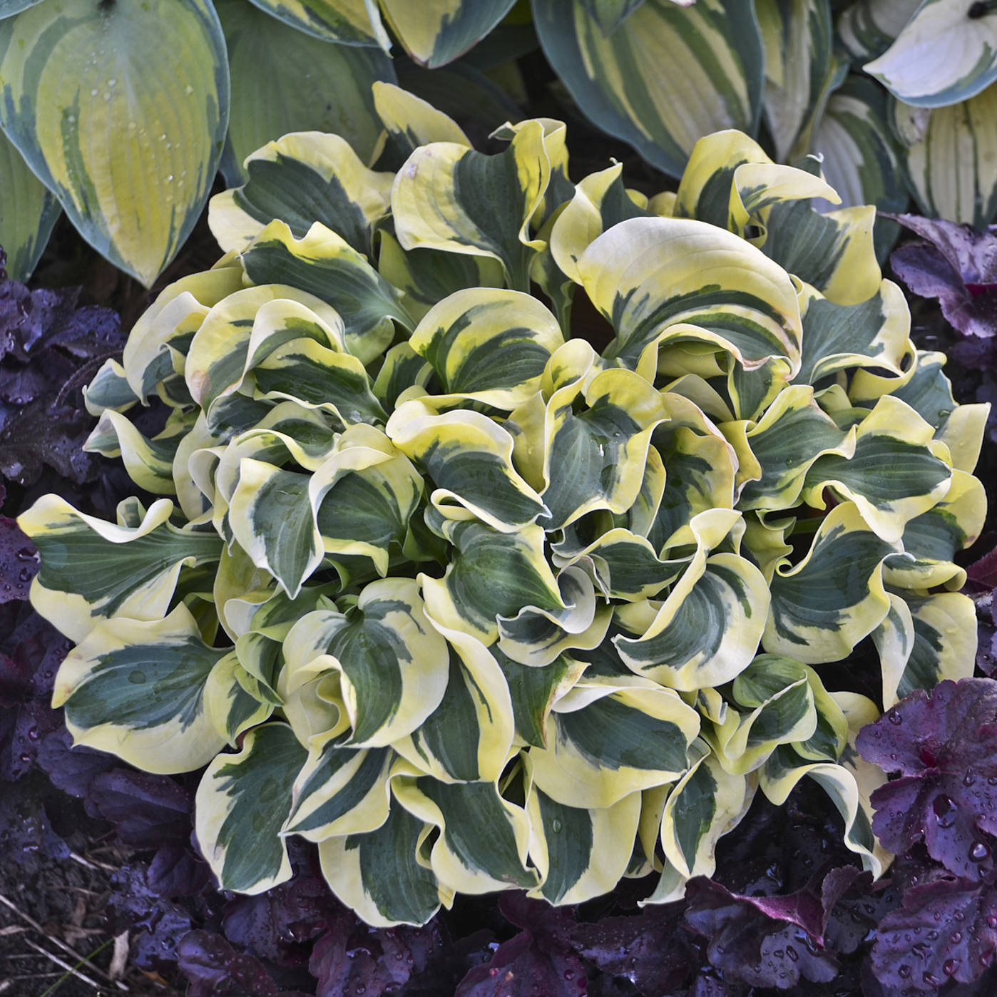 ‘Mini Skirt’ Hosta features curled, variegated miniature leaves with green centers and yellow edges, beautifully contrasted by surrounding dark burgundy foliage in the garden - Photo Courtesy of Walters Gardens, Inc.
