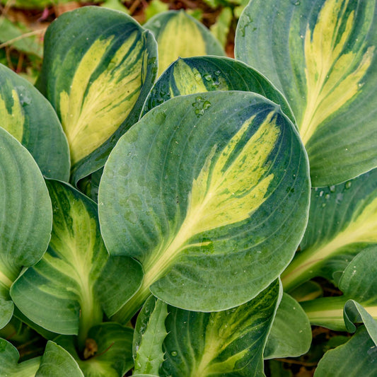 Close-up of ‘Mouseketeer’ Hosta's large, oval leaves featuring dark green edges and bright yellow-green centers - Photo Courtesy of Walters Gardens, Inc.