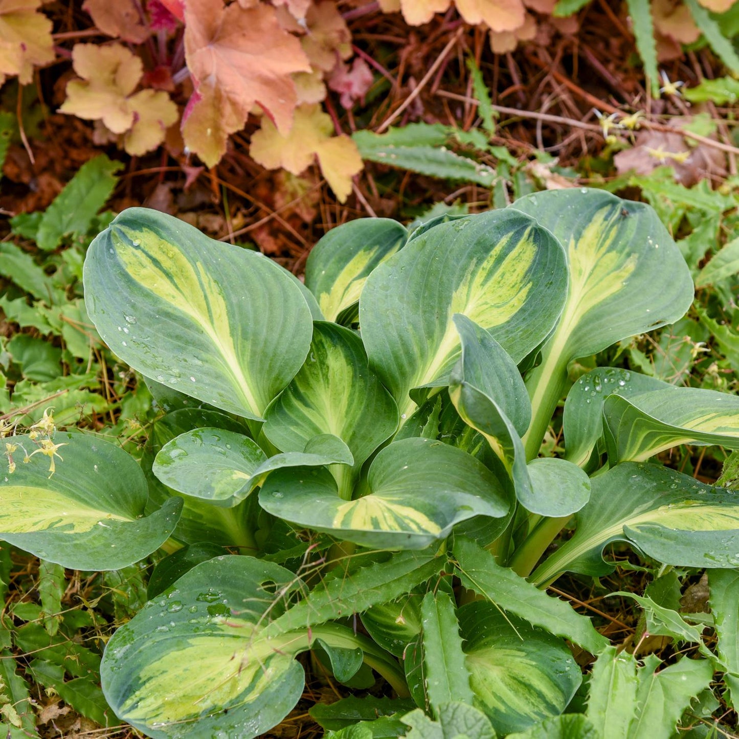 A close-up of 'Mouseketeer' Hosta, a slug-resistant shade perennial with large green leaves streaked with yellow, surrounded by grass and foliage. Water droplets glisten on its hardy variegated leaves - Photo Courtesy of Walters Gardens, Inc.