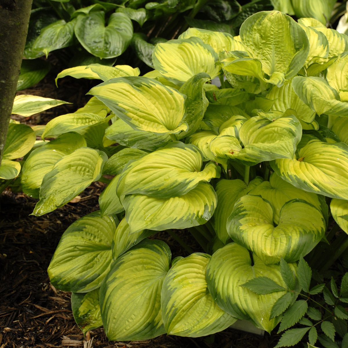 ‘Old Glory’ Hosta features large, textured leaves with bright yellow centers and green edges, forming a lush cluster in mulched soil - Photo Courtesy of Walters Gardens, Inc.