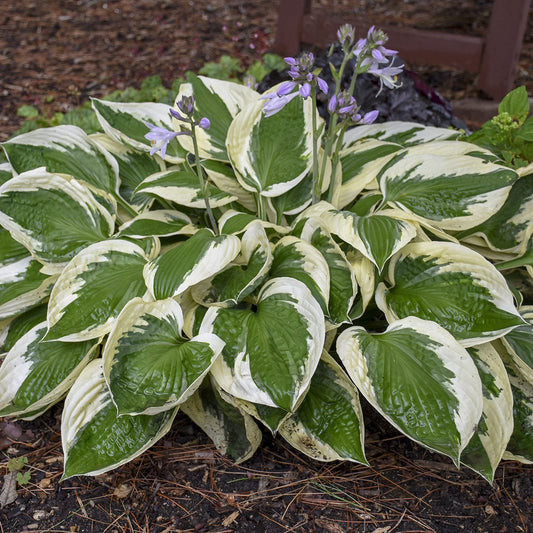 'Patriot' Hosta - Photo Courtesy of Walters Gardens, Inc.